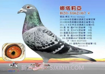 鸽报v2.16.8截图
