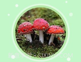 生物记v1.2.4截图
