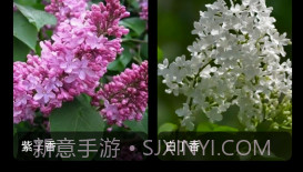 丁香花瓣v1.9截图