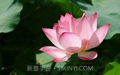 拍照识物全能王v1.2.6截图