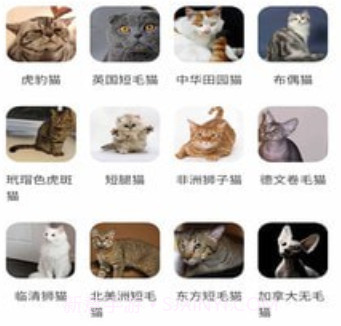 小猫先生v1.10截图