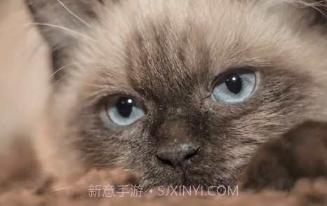 宠物领养互助v1.0.9截图
