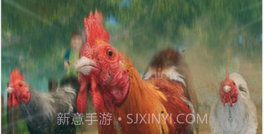 农场鸡焙烧炉竞速v1.9截图