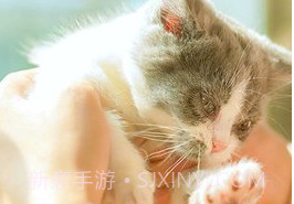 猫咪社区在线v1.0.7截图