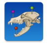 vet Anatomyv3.1.0