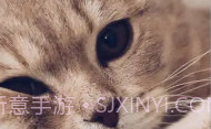 爱猫物语宠物店APPV1.0.9截图