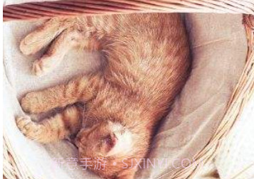 猫咪appv20813212鐎瑰宕渧1.7截图