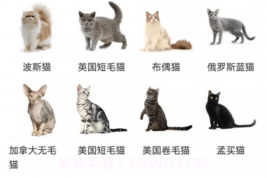 宠物宝v1.1.10截图