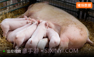 正大猪博士v4.6.13截图