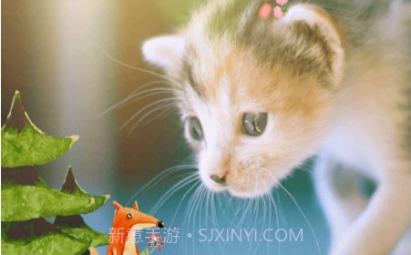 自拍贴纸相机特效v1.3.19截图