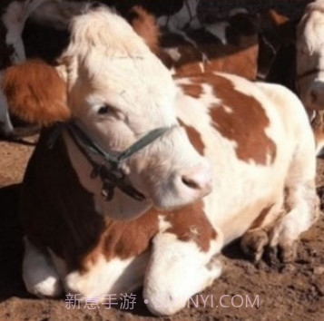 肉牛网v1.0.13截图