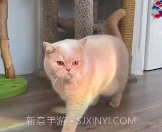 视频处理小工具v5.0.16截图