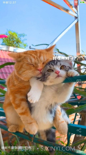 安果视频壁纸v3.1.23截图