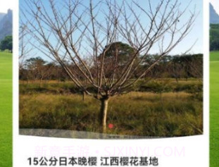 金苗网v1.0.20截图