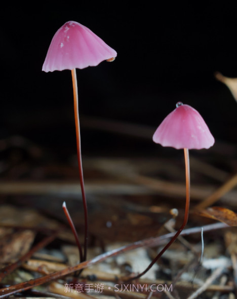 Picture Mushroom蘑菇识别扫一扫v2.9.24截图