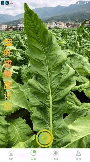 看叶识熟截图2 看叶识熟截图2