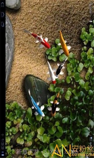 自由锦鲤动态壁纸截图4