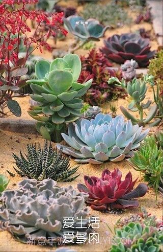 多肉植物截图2 多肉植物截图2