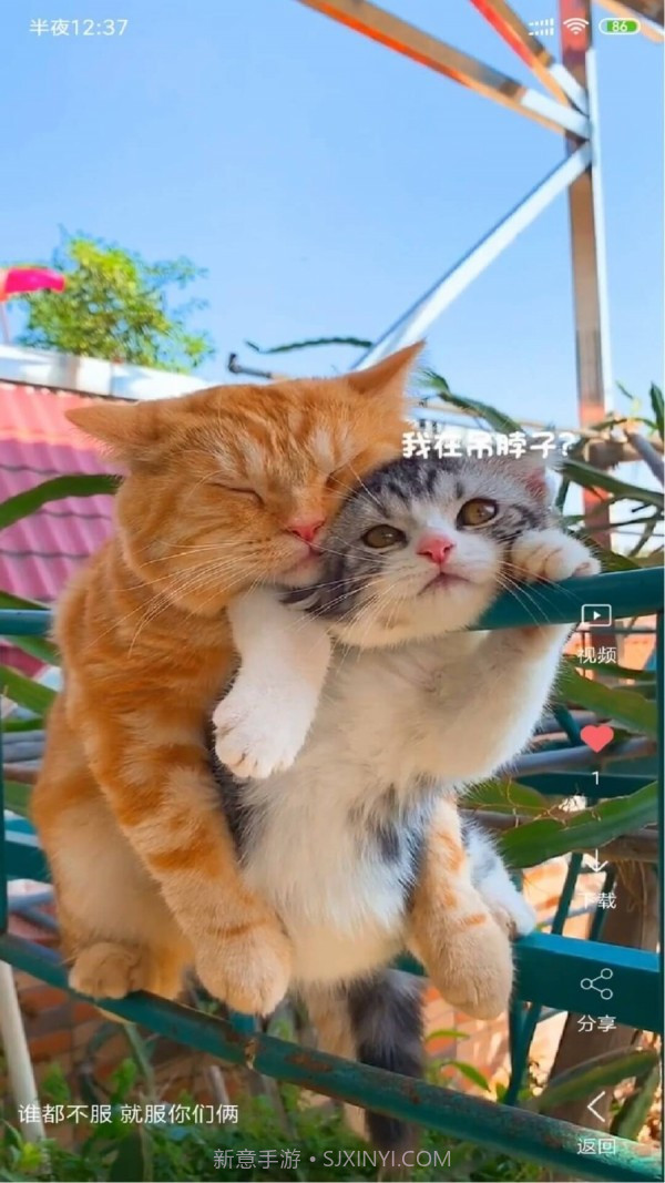 动漫视频壁纸截图1 动漫视频壁纸截图1