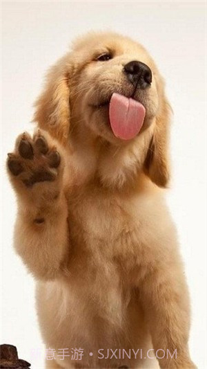 狗狗舔屏手机动态壁纸截图3