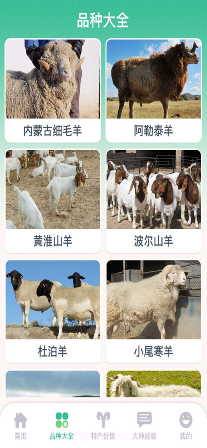 养羊指南截图3 养羊指南截图3