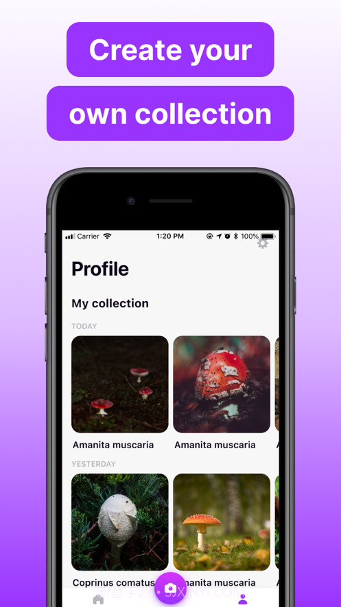 蘑菇标识符截图4 蘑菇标识符截图4