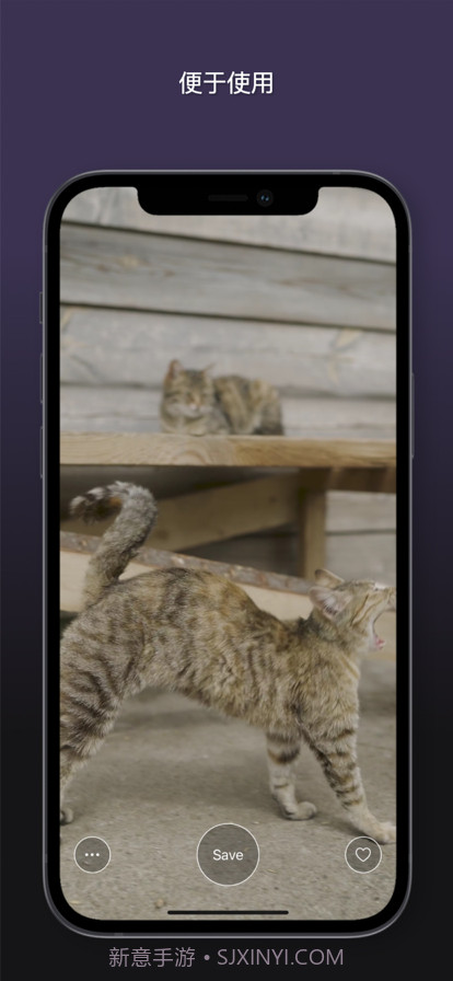 猫动态壁纸截图8 猫动态壁纸截图8