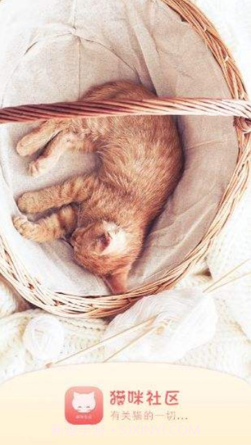 猫咪截图1