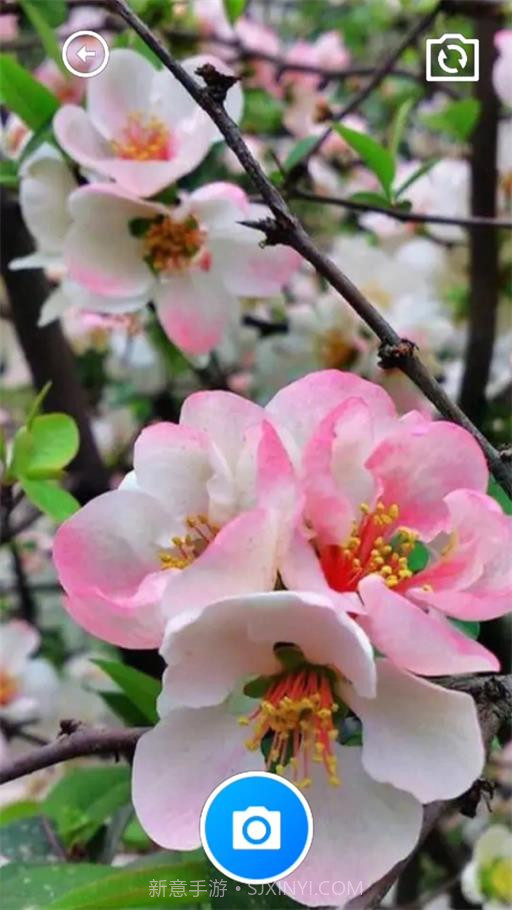 秋海棠宝箱截图1 秋海棠宝箱截图1