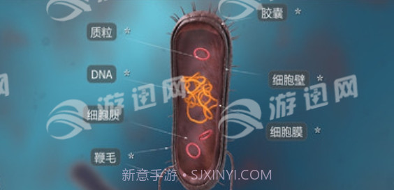 细菌互动教育免费版截图1 细菌互动教育免费版截图1