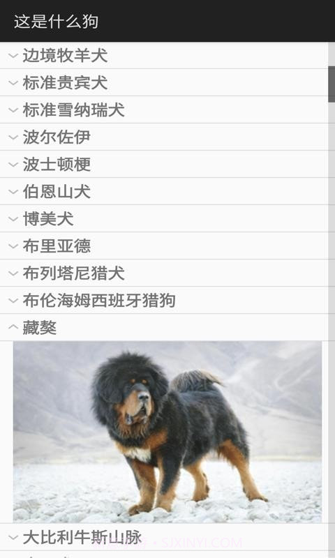 这是什么狗截图2