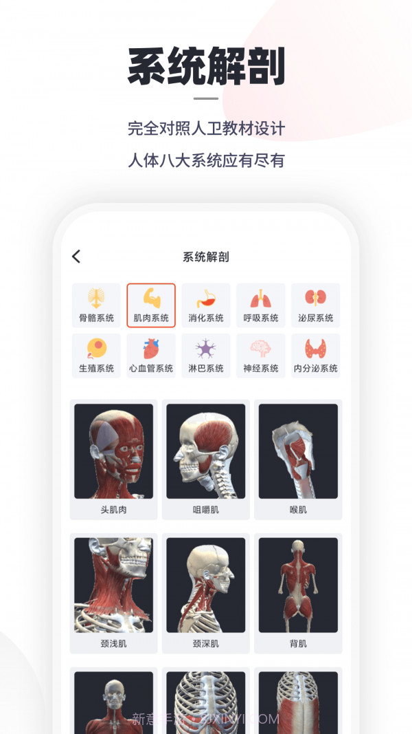 口袋人体解剖截图2 口袋人体解剖截图2