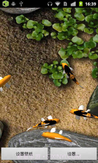 锦鲤动态壁纸截图1